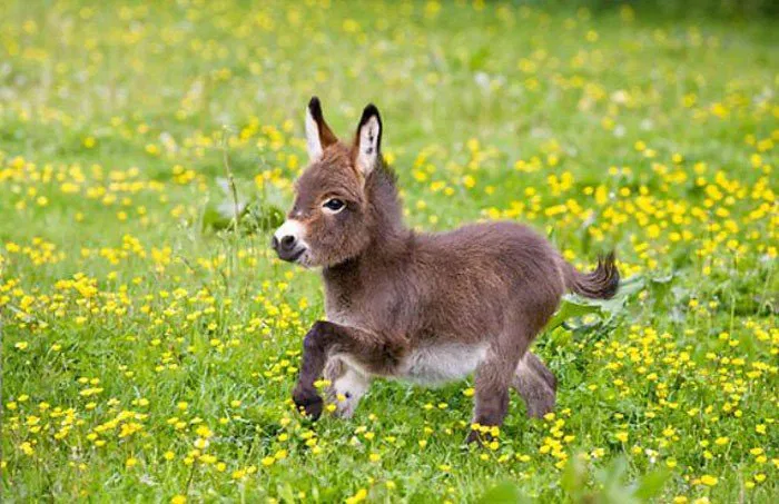 Adorable miniature donkey at an event