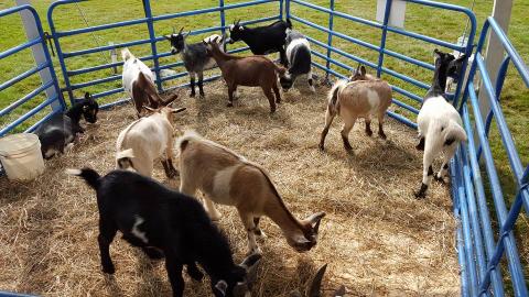 Full petting zoo pen with multiple animals
